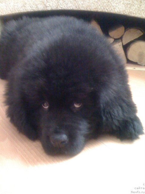 Фото: ньюфаундленд Sent Djons Handsel for Me (Сент Джонс Хендсел фо Ми)