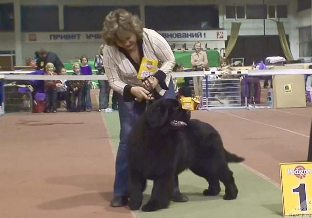 Фото: ньюфаундленд Kingova Doch s Berega Dona (Кингова Дочь с Берега Дона)