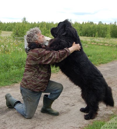 Фото: ньюфаундленд Sent Djons Orfey (Сент Джонс Орфей)