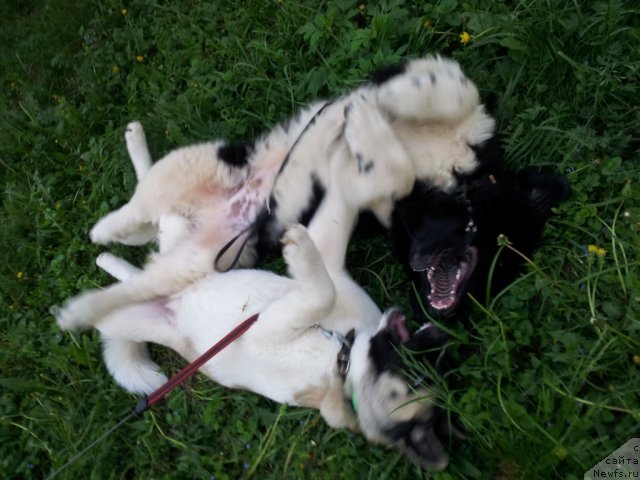 Фотография № 97357