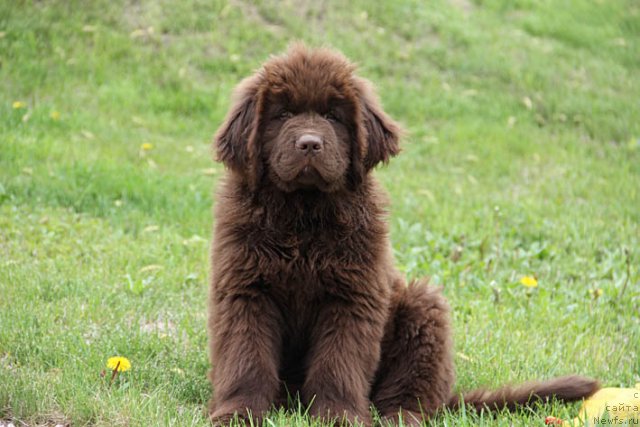 Фотография № 97361