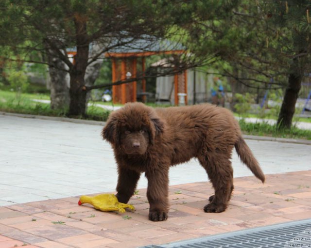 Фотография № 97362