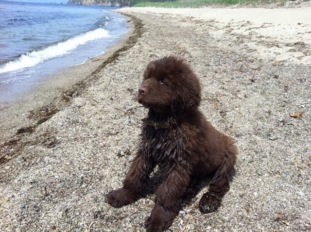 Фото: ньюфаундленд Hugo Boss s Berega Dona (Хуго Босс с Берега Дона)