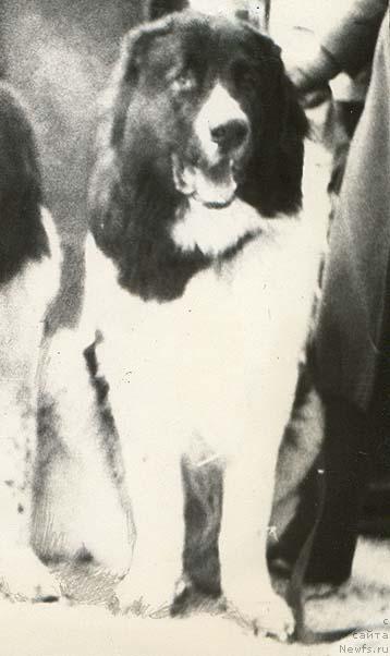 Фото: ньюфаундленд Kir Vays (Кир Вайс)