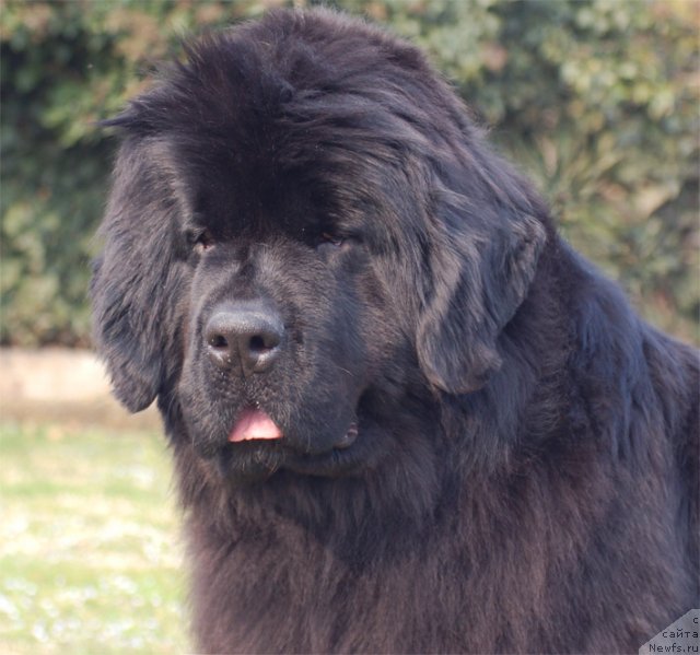 Фото: ньюфаундленд Black Clouds Vanity Fair at Steal Bears