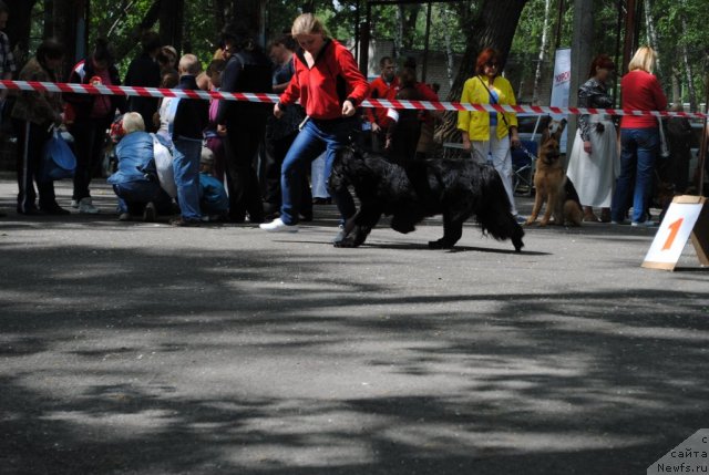 Фото: ньюфаундленд Slavjanka s Berega Dona (Славянка с Берега Дона)