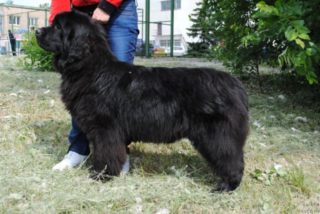 Фото: ньюфаундленд Slavjanka s Berega Dona (Славянка с Берега Дона)