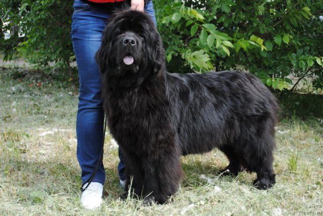 Фото: ньюфаундленд Slavjanka s Berega Dona (Славянка с Берега Дона)