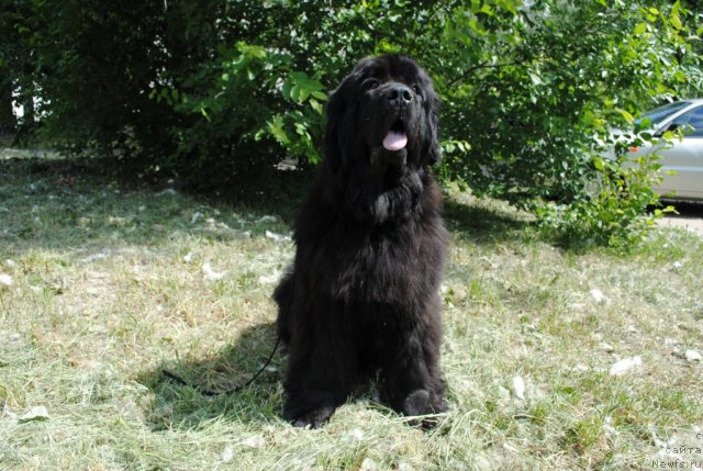 Фотография № 97419