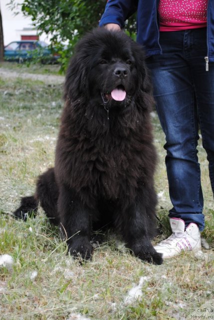 Фото: ньюфаундленд Djesika Parker (Джесика Паркер)