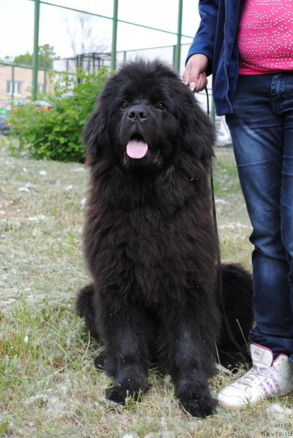 Фото: ньюфаундленд Djesika Parker (Джесика Паркер)