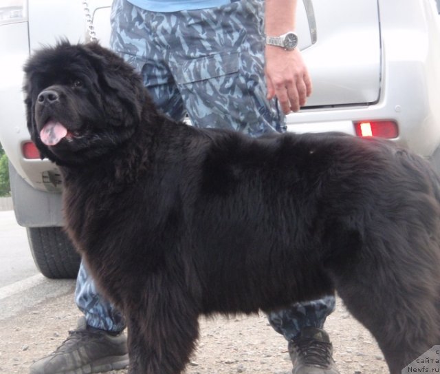 Фото: ньюфаундленд N'yufort Magiya Lyubvi (Ньюфорт Магия Любви)