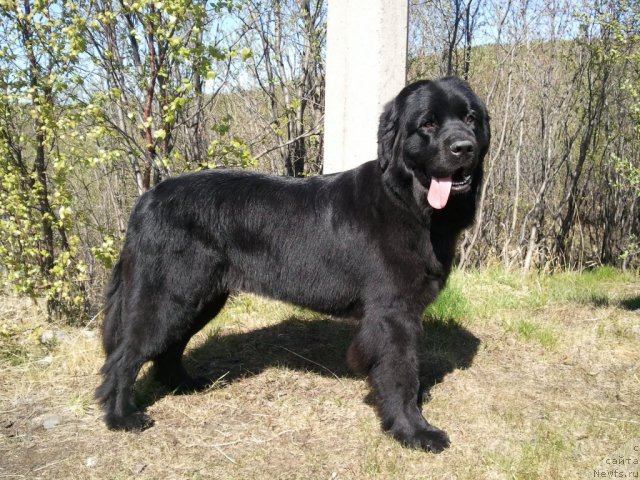 Фото: ньюфаундленд Uyutnaya Dolina Black Diamond Velinda (Уютная Долина Блэк Даймонд Велинда)