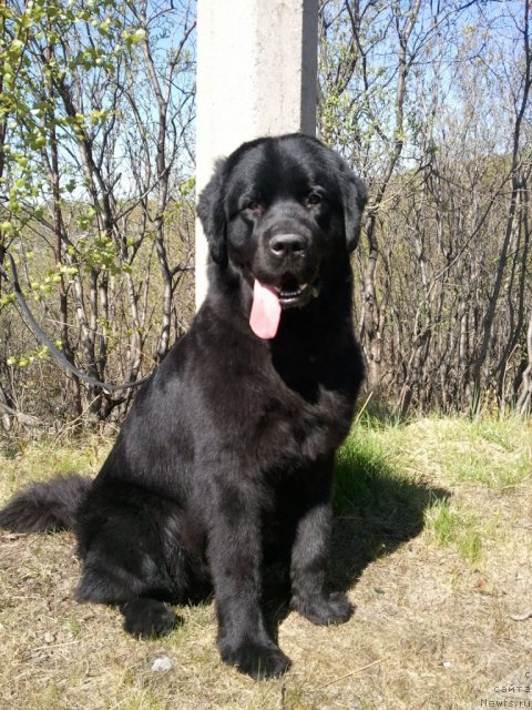 Фото: ньюфаундленд Uyutnaya Dolina Black Diamond Velinda (Уютная Долина Блэк Даймонд Велинда)