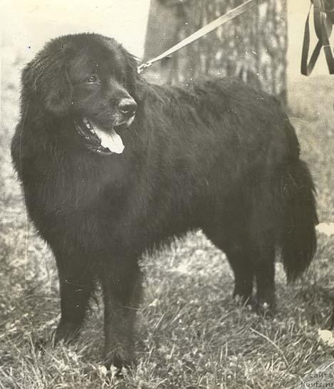 Фото: ньюфаундленд YUdjin King (Юджин Кинг)