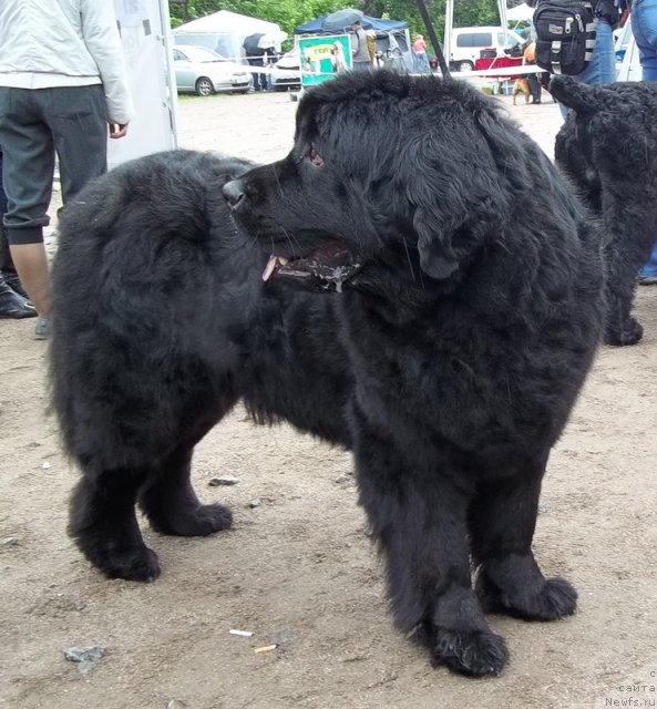 Фото: ньюфаундленд Funnewf Ultra Mega Super Girl (Фанньюф Ультра Мега Супер Герл)