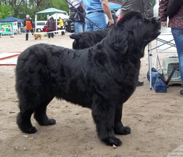 Фото: ньюфаундленд Funnewf Ultra Mega Super Girl (Фанньюф Ультра Мега Супер Герл)