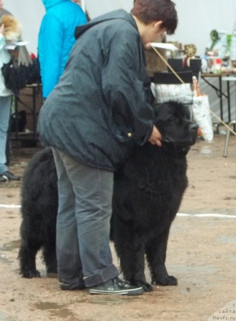 Фото: ньюфаундленд Funnewf Ultra Mega Super Girl (Фанньюф Ультра Мега Супер Герл)