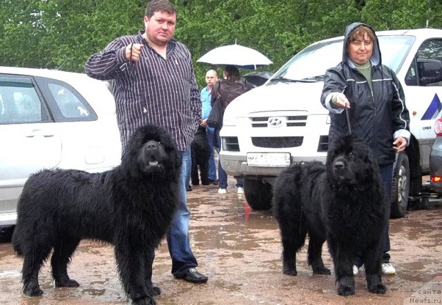 Фото: ньюфаундленд Fann'yuf Udachnyiy SHalopay (Фанньюф Удачный Шалопай), ньюфаундленд Funnewf Ultra Mega Super Girl (Фанньюф Ультра Мега Супер Герл), Серёжа, Лариса