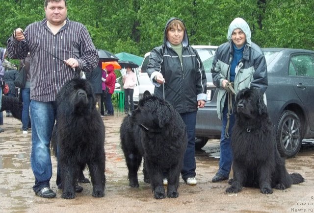 Фото: ньюфаундленд Fann'yuf Udachnyiy SHalopay (Фанньюф Удачный Шалопай), ньюфаундленд Funnewf Ultra Mega Super Girl (Фанньюф Ультра Мега Супер Герл), ньюфаундленд Funnewf Uletnaya Devchenka (Фанньюф Улетная Девчонка), Серёжа, Лариса, Ol'ga Braslavskaya (Ольга Браславская)
