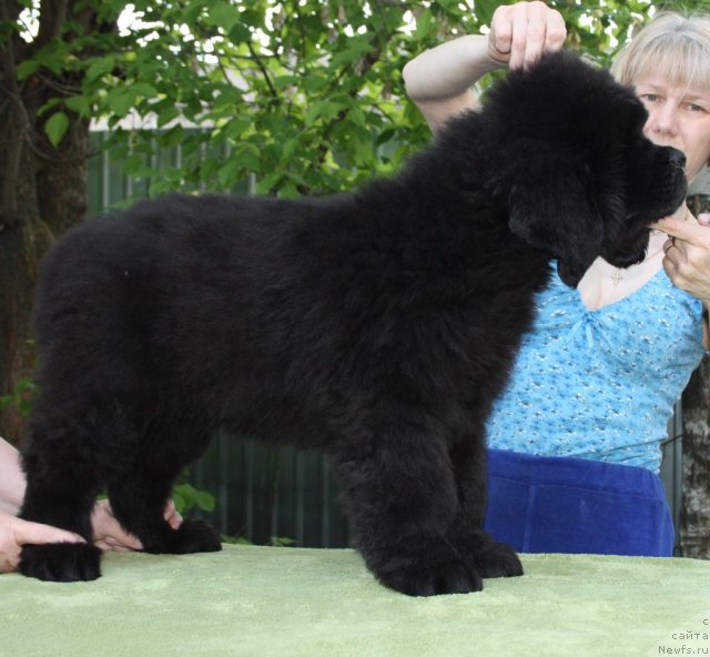 Фото: ньюфаундленд Beguschaya po Volnam Centurion Prior (Бегущая по Волнам Центурион Приор)