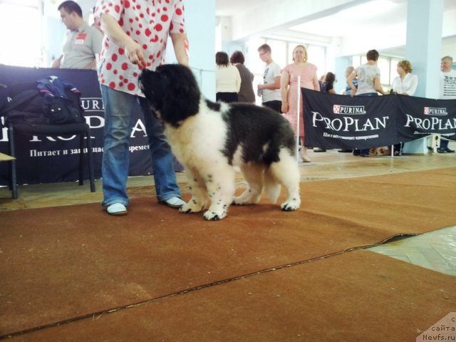 Фотография № 97514