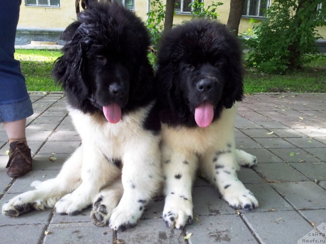 Фотография № 97518