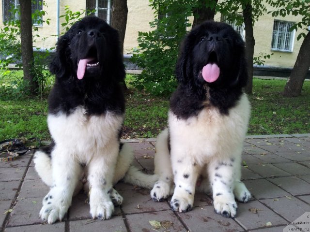 Фотография № 97519