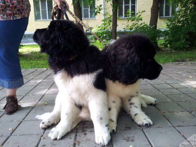 Фотография № 97520