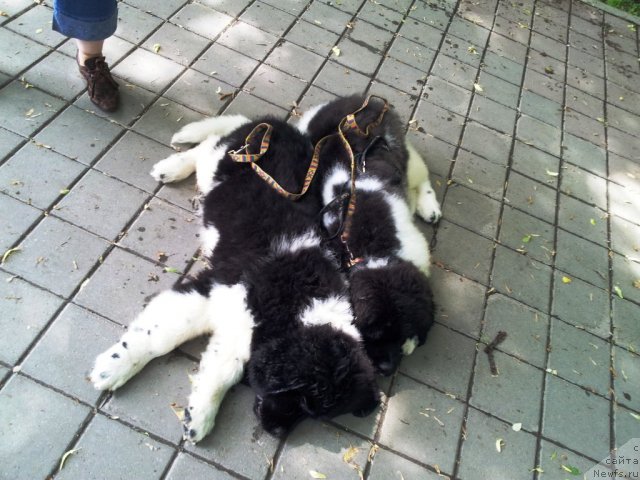 Фотография № 97521