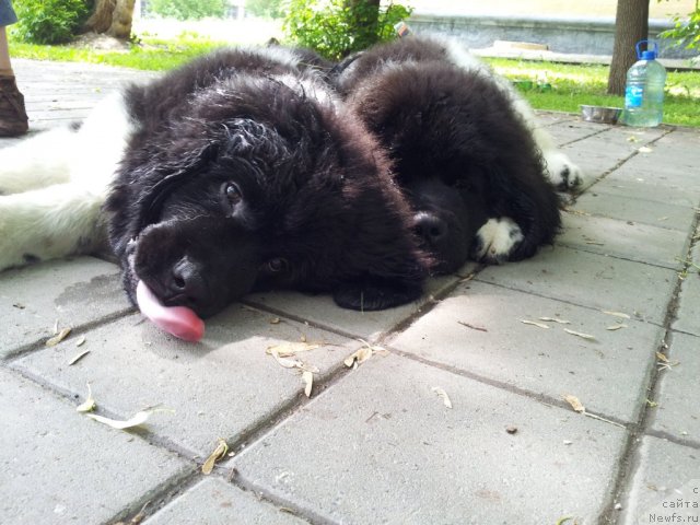 Фотография № 97522