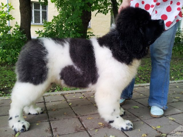 Фотография № 97523