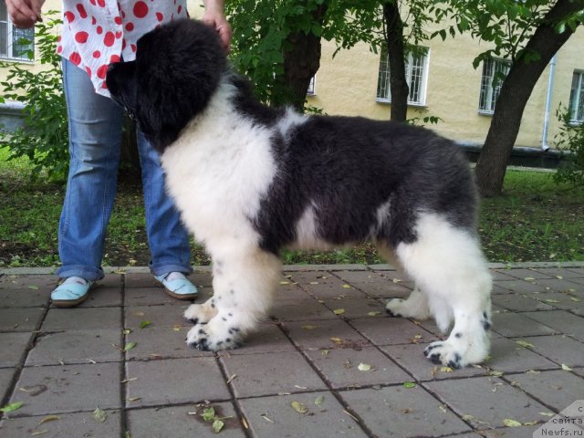 Фотография № 97524