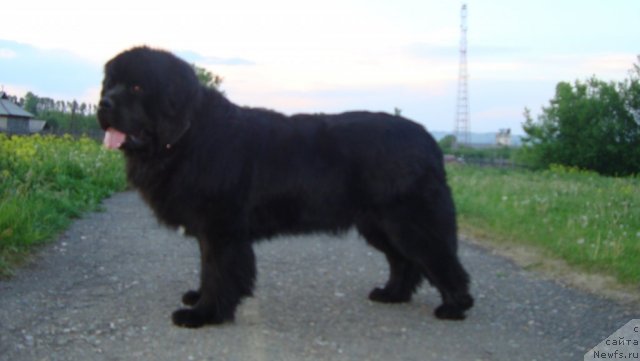 Фото: ньюфаундленд Passia Korolya iz Medvejyego Yara (Пассия Короля из Медвежьего Яра)