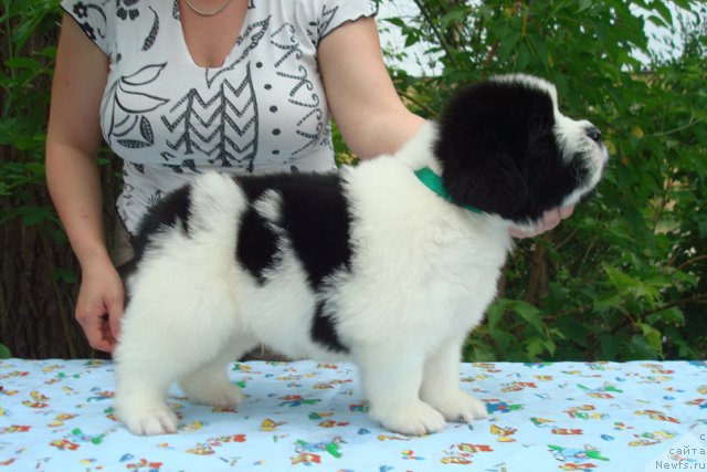 Фото: Щенки, ньюфаундленд Mag Ispolin Infanta (Маг Исполин Инфанта), ньюфаундленд Threeponds Right Way