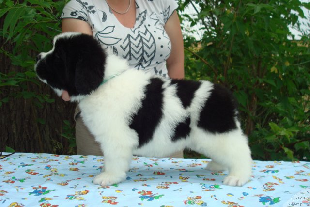 Фото: Щенки, ньюфаундленд Mag Ispolin Infanta (Маг Исполин Инфанта), ньюфаундленд Threeponds Right Way