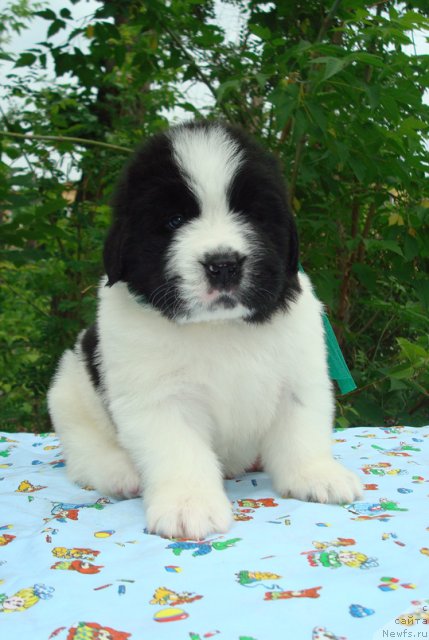 Фото: Щенки, ньюфаундленд Mag Ispolin Infanta (Маг Исполин Инфанта), ньюфаундленд Threeponds Right Way