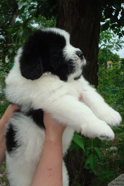 Фото: Щенки, ньюфаундленд Mag Ispolin Infanta (Маг Исполин Инфанта), ньюфаундленд Threeponds Right Way