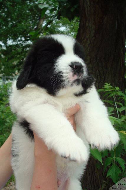 Фото: Щенки, ньюфаундленд Mag Ispolin Infanta (Маг Исполин Инфанта), ньюфаундленд Threeponds Right Way