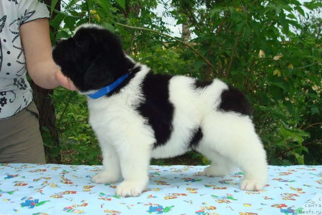 Фото: Щенки, ньюфаундленд Mag Ispolin Infanta (Маг Исполин Инфанта), ньюфаундленд Threeponds Right Way