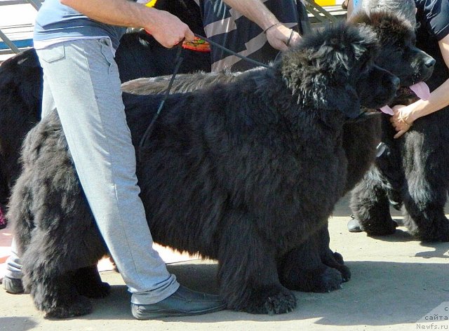 Фотография № 97542