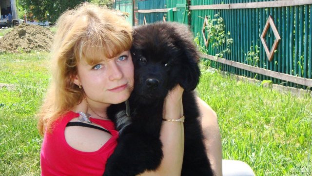 Фото: ньюфаундленд Super Premium Lillihamer (Супер Премиум Лиллихаммер)