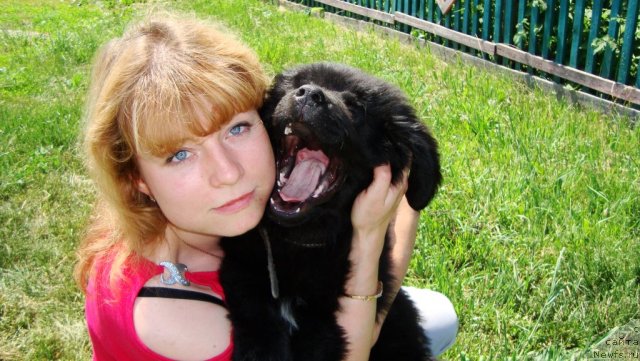 Фото: ньюфаундленд Super Premium Lillihamer (Супер Премиум Лиллихаммер), Viktoriya Zamyatina (Виктория Замятина)