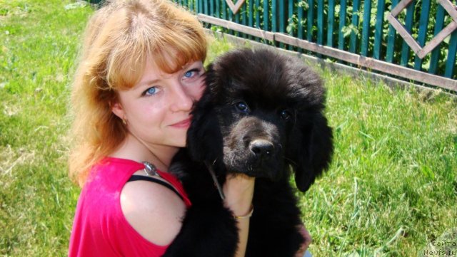 Фото: ньюфаундленд Super Premium Lillihamer (Супер Премиум Лиллихаммер)