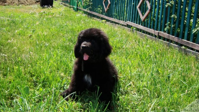 Фото: ньюфаундленд Super Premium Lillihamer (Супер Премиум Лиллихаммер)