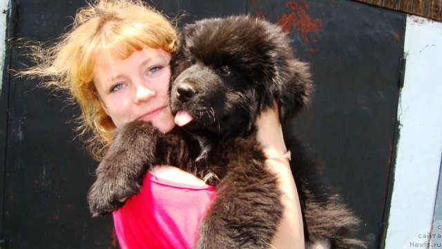 Фото: ньюфаундленд Super Premium Lillihamer (Супер Премиум Лиллихаммер)