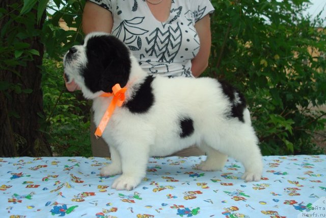 Фото: Щенки, ньюфаундленд Mag Ispolin Infanta (Маг Исполин Инфанта), ньюфаундленд Threeponds Right Way