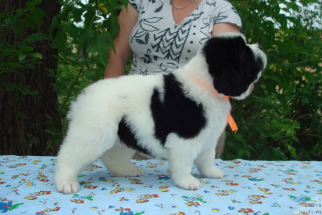 Фото: Щенки, ньюфаундленд Mag Ispolin Infanta (Маг Исполин Инфанта), ньюфаундленд Threeponds Right Way