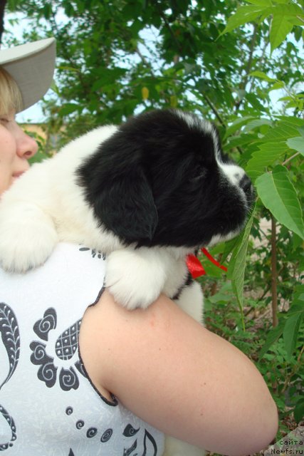 Фото: Щенки, ньюфаундленд Mag Ispolin Infanta (Маг Исполин Инфанта), ньюфаундленд Threeponds Right Way