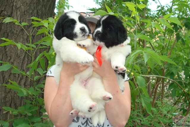 Фото: Щенки, ньюфаундленд Mag Ispolin Infanta (Маг Исполин Инфанта), ньюфаундленд Threeponds Right Way